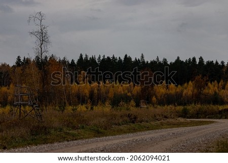 forest road in autumnal landscape, dark coniferous trees in distance and yellow orange birches, hunting tower on road side