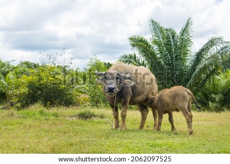 Thai buffalo in the grass field with her child in the morning, Thailand