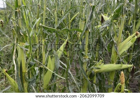 Corn field severly damaged in heavy storm with hail, crops ruine .Crop damage on farm field after hail wind rain and thunder storm pummels crops