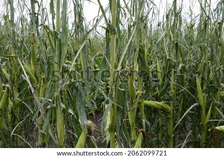 Corn field severly damaged in heavy storm with hail, crops ruine .Crop damage on farm field after hail wind rain and thunder storm pummels crops