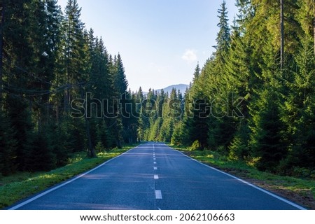 photo asphalt road in the forest