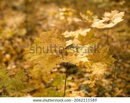 Autumn mood, golden foliage decorates the surrounding space and fills the air with pleasant coolness