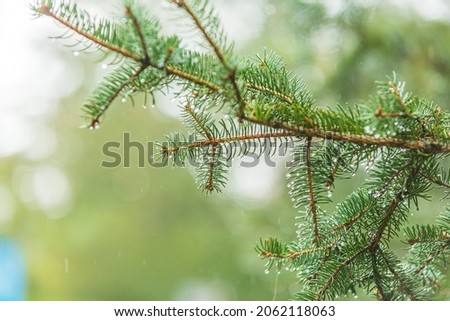 Closeup of Pine Tree Needles Wet with Rain Drops