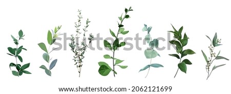 Mix of herbs and plants vector big collection. Cute rustic wedding greenery.True blue, silver dollar eucalyptus, foliage, fern, salal leaves and stems. Watercolor style set. All elements are isolated Royalty-Free Stock Photo #2062121699