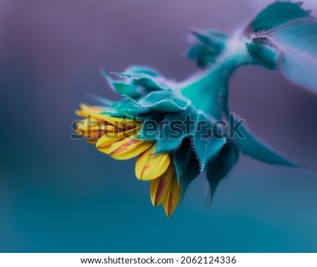 Lovely and colorful sunflower , summer evening 