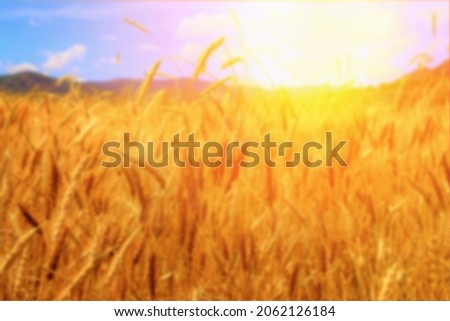 blurry background wheat field used for advertisement flyer