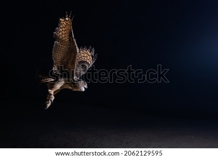 Beautiful eagle owl on black background