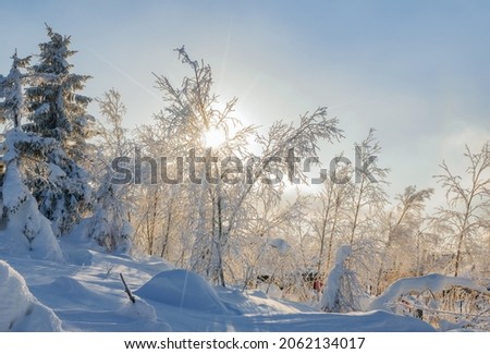 Winter scenic landscape with frozen fir trees with sun. Sunset rays in frost forest.
