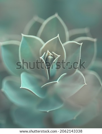 Colorful close up flowers, macro flowers, summer colors, soft pastel floral