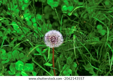 Picture of Dandelion in grass