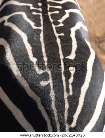 Black and white color on the back of a Zebra. Figure skins of wild African horses.
