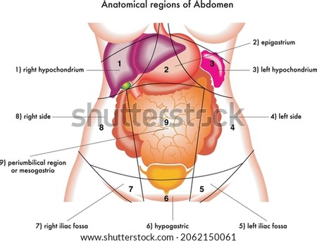 Medical illustration of anatomical regions of abdomen, with annotations. Royalty-Free Stock Photo #2062150061
