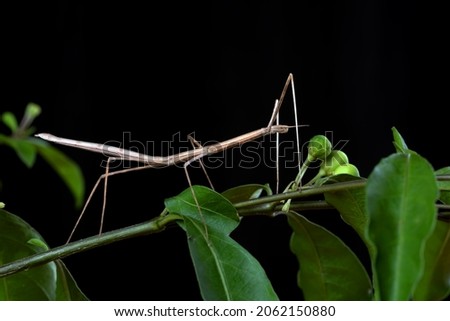 The stick insect ( Phasmatodea ) on a tree