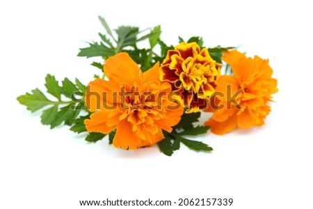 fresh marigold flowers isolated on white background