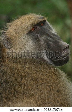 Close-up portrait of  a Chacma Baboon (Papio ursinus) looking directly at camera in Victoria Falls, Zambia.