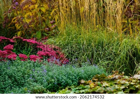 Herbs in the autumn garden. Decorative cereals and grasses in landscape design. 