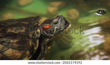 Domestic turtle close-up. A domestic red-eared turtle in an aquarium. An individual of an adult red-eared turtle, swimming in an aquarium, sticking his head out of the water. Royalty-Free Stock Photo #2062174592