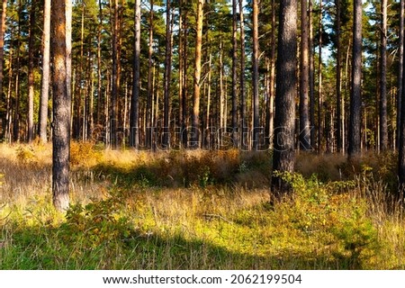 pine forest, pictured conifers in the forest, forest landscape