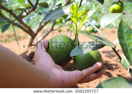 Close-up view of Indonesia local California lemon hanging on tree branches is ready to harvest in the fields by Indonesia local farmer. Gardening and agriculture background stock images