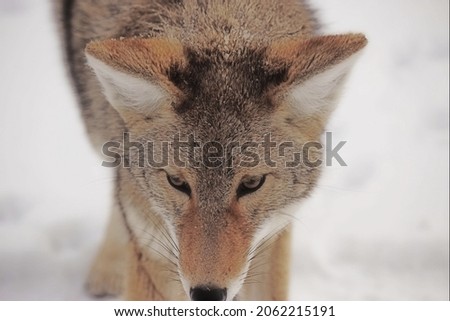 Fox alert for prey in snow