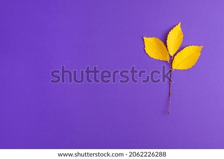 Flat lay of yellow autumn leaves changing their position on purple background on right. Bright leaf fall autumn holidays halloween concept with copy space