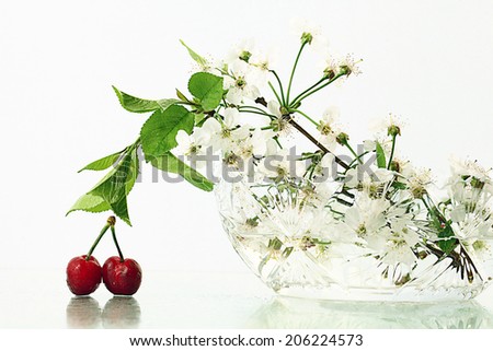 cherries on a white background with branches