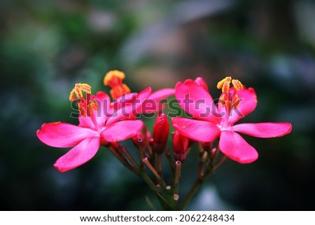 Blooming Peregrina aka Shanghai beauty flower with bokeh background