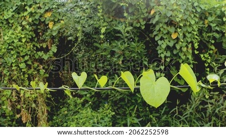 Plant with heart shaped leaves spreading and travelling in a black wire.