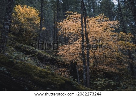 Unreal beautiful autumn tree with golden leaves in the forest on the front background of a tree trunk. Autumn season background concept
