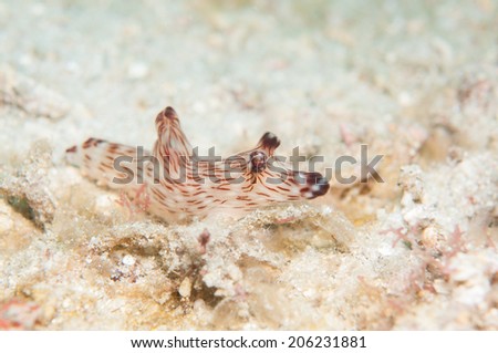 Jorunna rubescens nudibranch
