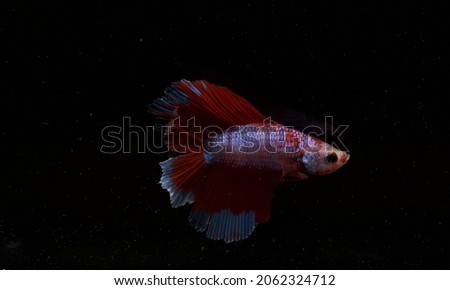 A species of fighting fish, double tail, red, black background with beautiful and unusual colors, is a relatively rare betta. Because otters rarely have people to breed.