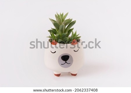 Haworthia cooperi planted in a cute dog face design pot. Isolated on white background.