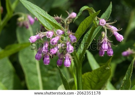 Sydney Australia, purple flowers of a comfrey or symphytum officinale plant Royalty-Free Stock Photo #2062351178