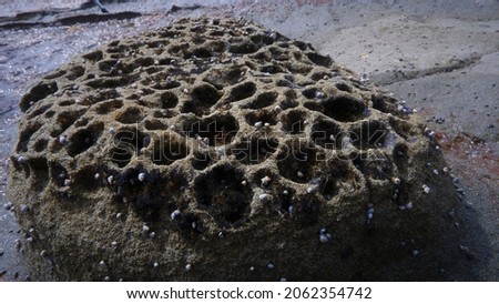 a picture of coral at the beach