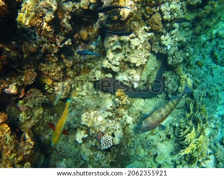 Moray eel, parrotfish and grouper  in the ocean. Shallow tropical sea and reef, marine animals. Underwater photography from snorkeling with aquatic wildlife. Fish and corals.