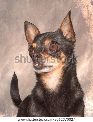 Portrait of a black short haired chihuahau