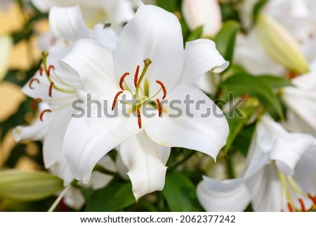 Beautiful white oriental hybrids in bloom. Growing bulbous oriental lilies in the garden. White flower of oriental hybrids. Floral background.   Royalty-Free Stock Photo #2062377242