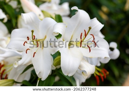 Beautiful white oriental hybrids in bloom. Growing bulbous oriental lilies in the garden. White flower of oriental hybrids. Floral background.   Royalty-Free Stock Photo #2062377248