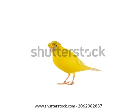 crested canary isolated on white background Royalty-Free Stock Photo #2062382837