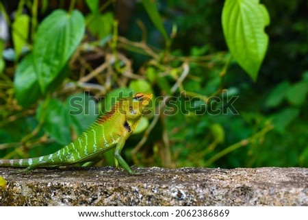 Green garden lizard in blur nature  background