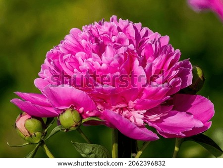 Scarlet peony flowers on a background of green leaves