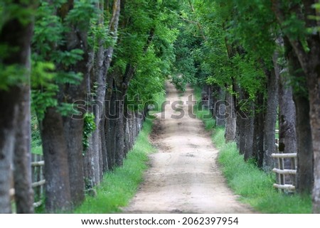 pathway between green trees to destination