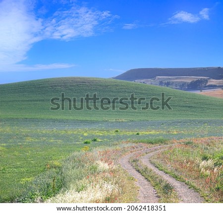 SPRINGTIME. Between Apulia and Basilicata: hilly landscape with country road through wheat field end poppies, Italy. Green and flowery countryside crossed by a path that goes away.