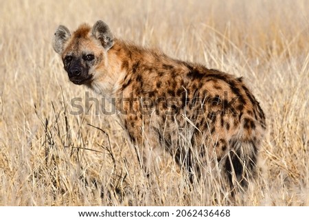 spotted hyena in kalahari desert