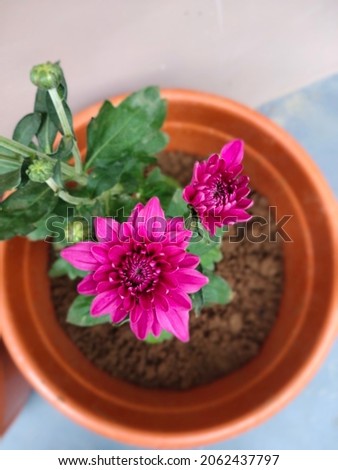 Pretty Magenta Chrysanthemum Flowers In A Pot