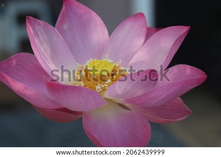 picture of lotus flower in front of the house