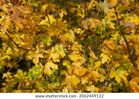   Leaves of a field maple (Acer campestre) with autumn coloration                             