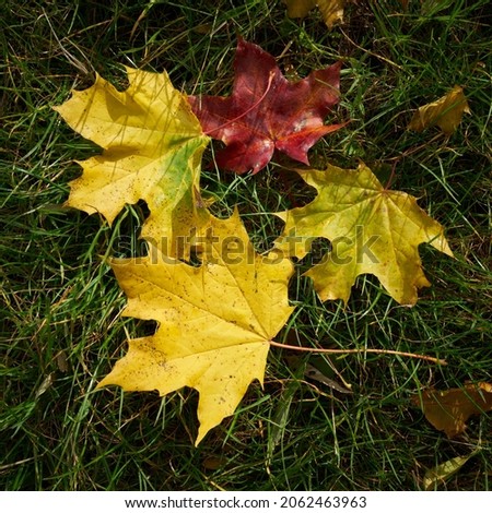  Leaves of Norway maple (Acer platanoides) with autumn coloration on a meadow                              