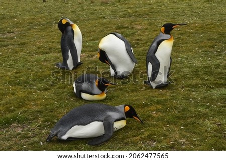 King Penguins. Aptenodytes patagonica. Volunteer Point. Falkland Islands. 29 Dec. 2017