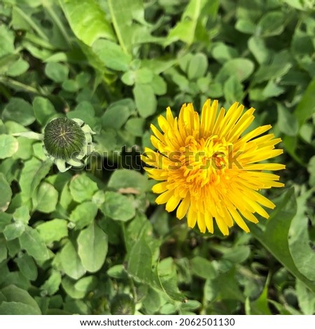 Macro photo yellow dandelion  flower. Stock photo yellow dandelion flower 